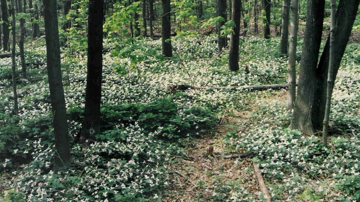 Trilliums in Cawthra Bush