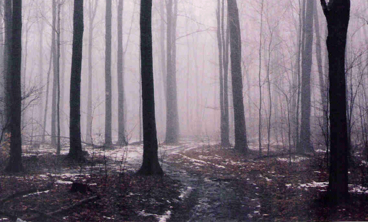 The Path Shrouded by Fog