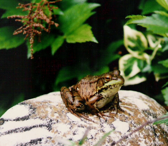 Frog on Stone