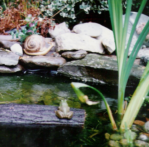 Frog on log