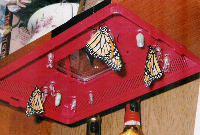 Monarchs just Born