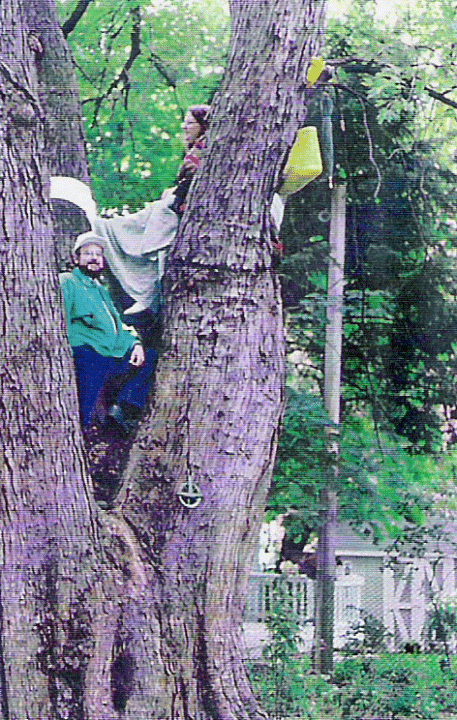 Up an Ancient Silver Maple