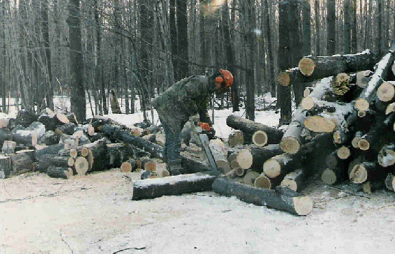 Mississauga cuts its parks into firewood