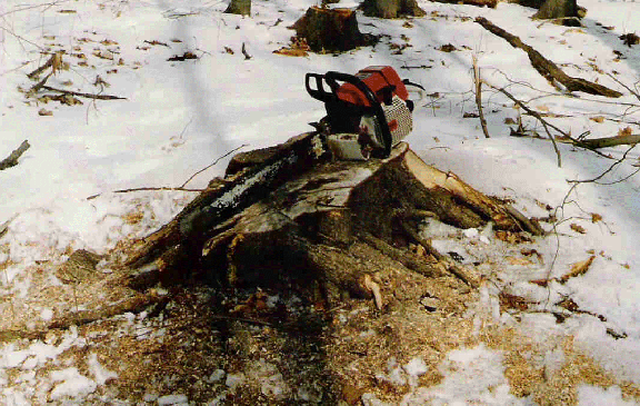 Chain-saw & stump