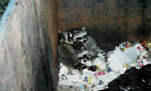 Trapped Raccoons