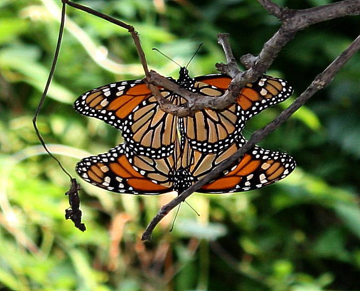 Mating Monarch Butterflies