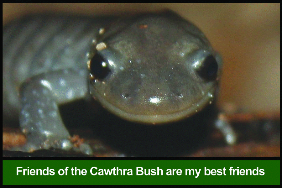 Smiling Jefferson Salamander