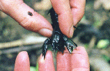 Chimney Building Crayfish